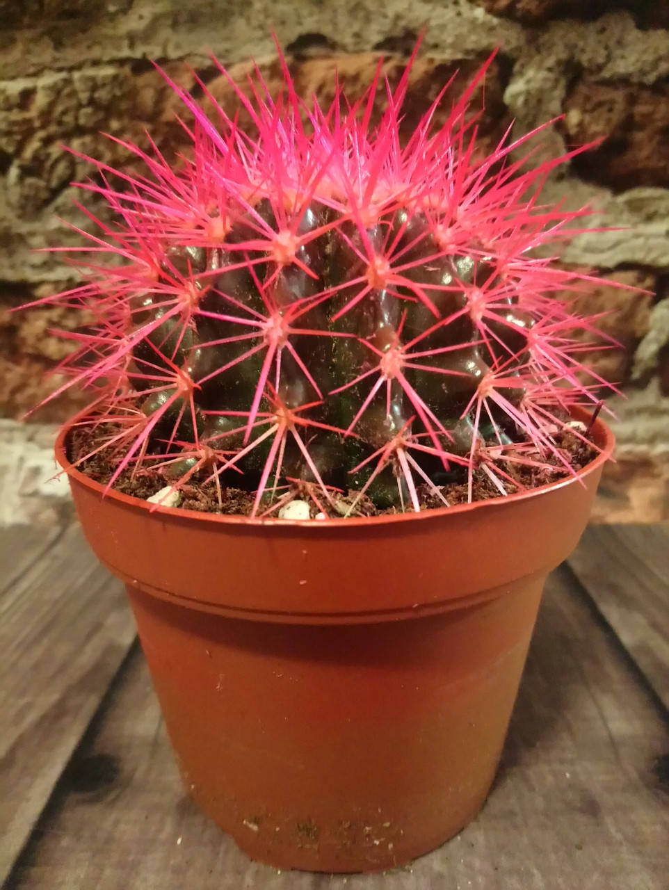 

Кактус Радуга розовый- 2