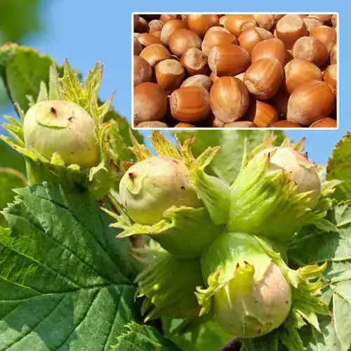 

Фундук "БАДИУС" 2х-летний/ Саженцы / Премиум Качество