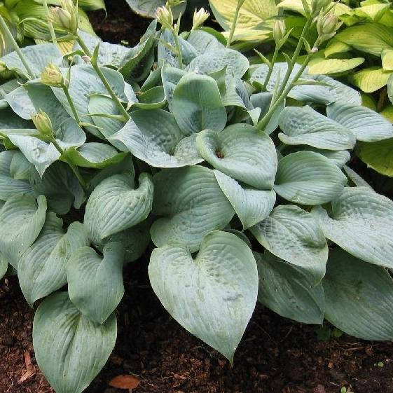 

Хоста Фрагрант блю, Hosta Fragrant blue
