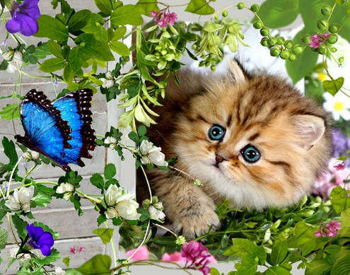 

Картина для выкладывания квадратными камнями Котенок 25*30см