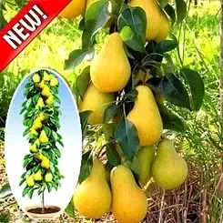 

Груша колоновидная Декора (саженцы)