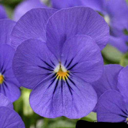 

Семена Виола Пенни F1 Blue 10шт / Syngenta, Синий