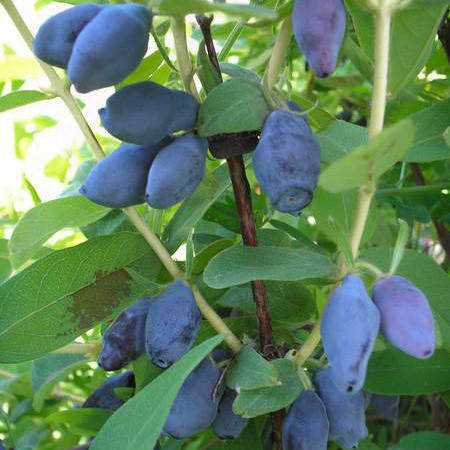 

Саженцы жимолости сорт Сильгинка 2 летняя, конт. 1,5 л