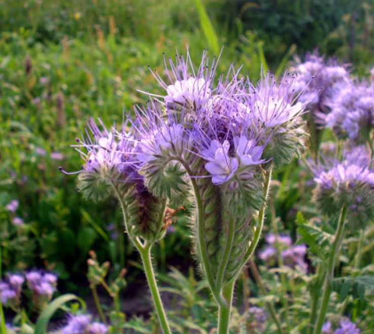 

Сидерат Фацелия 1 кг