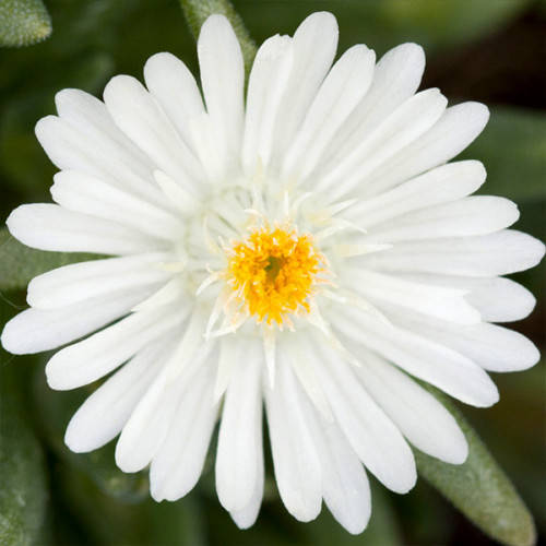 

Делосперма White Pearl (саженцы)