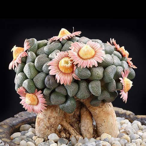 

Алоинопсис Шунеса семена живые камни Aloinopsis schooneesii