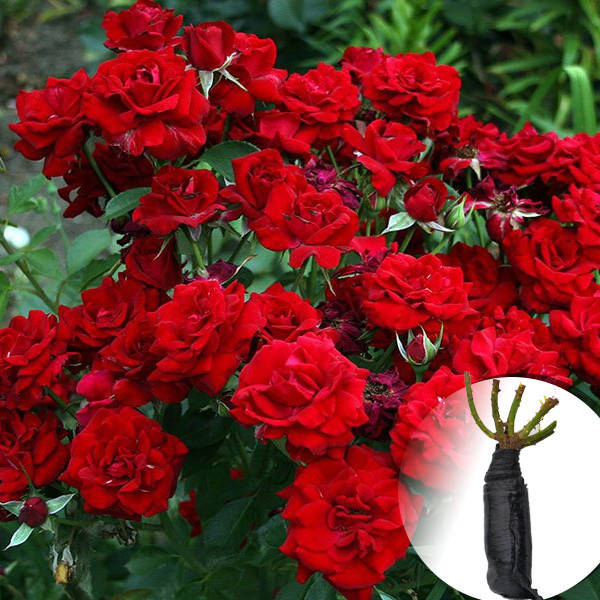 

Саженец Роза Cordula