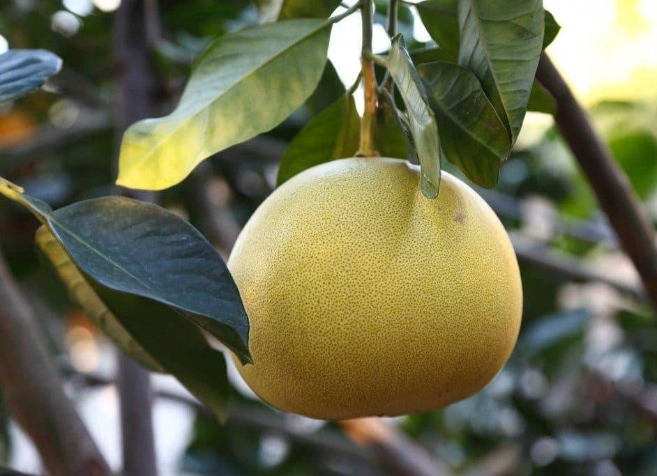 

Помело оранж ( семена)