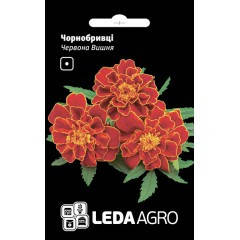 

Семена Бархатцы низкорослые Красная Вишня 0,25 грамма Hem Zaden LedaAgro, Коричневый