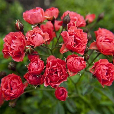 

Роза Orange Triumph (саженцы)