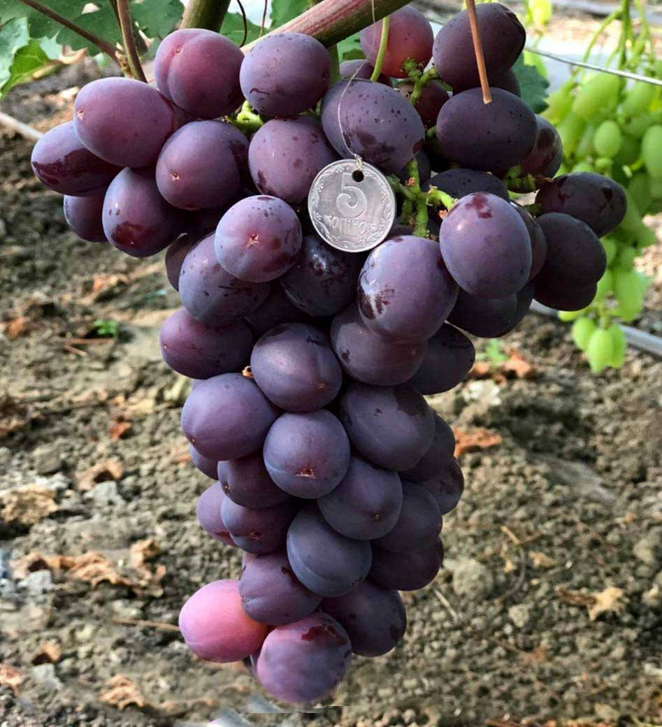 

Саженцы винограда Винтаж