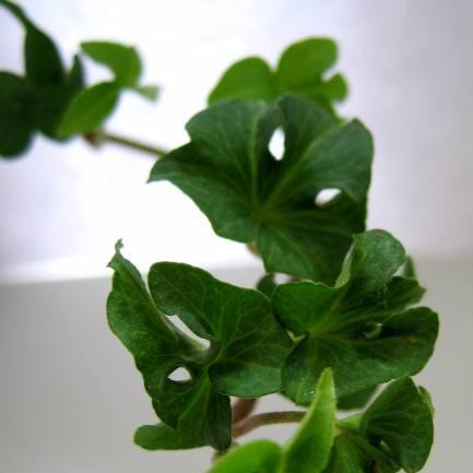 

Плющ Кора, Hedera helix Cora