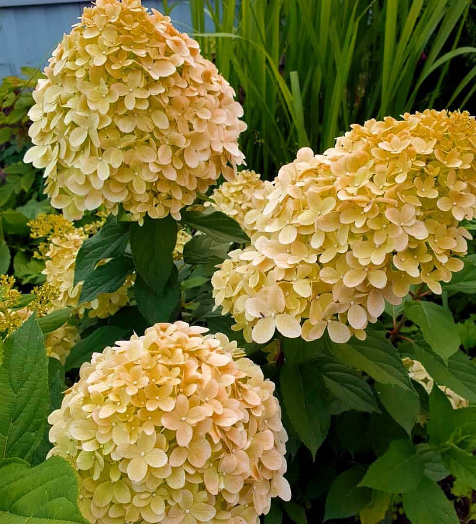 

Гортензия метельчатая Коттон Крим \ Hydrangea paniculata Cotton Cream ( саженцы 3 года) Новинка