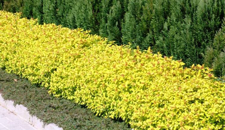 

Спірея японська Golden Princess 2 річна, Спирея японская Голден Принцесс, Spiraea japonica Golden Princess