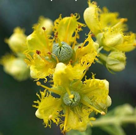 

Рута душистая, Ruta graveolens
