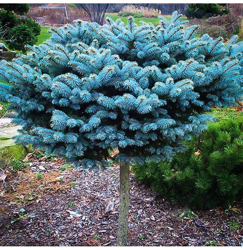 

Ялинка блакитна Глаука Глобоза на штамбі карликова (Glauca Globosa)