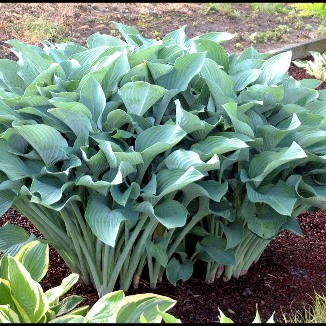 

Хоста Кросса регал, Hosta Krossa Regal