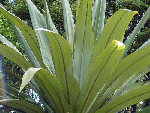 

Драцена голубая Cordyline indivisa 3сем