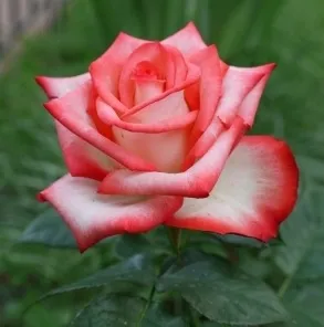 

САДЖАНЦІ ТРОЯНДИ "БЛАШ"