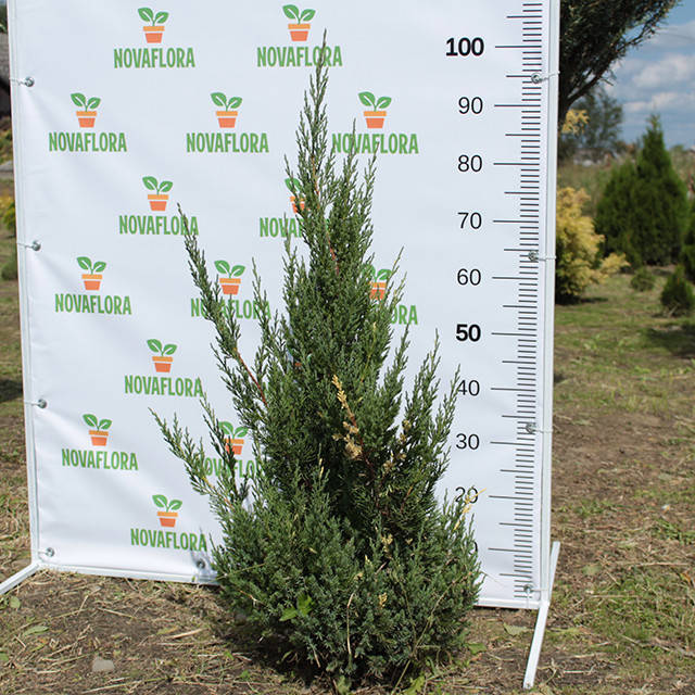 

Можжевельник китайский 'Стрикта Вариегата / Stricta Variegata' ком 70-80см