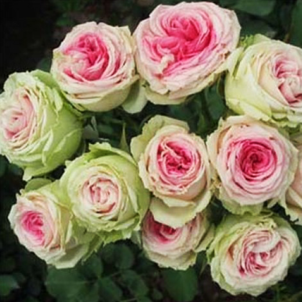 

Саженцы роз «Ла Бель» (чайно-гибридных) ЗКС