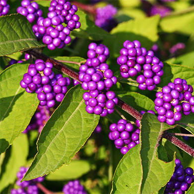 

Каликарпа Жиральди / Callicarpa bodinieri Giraldii