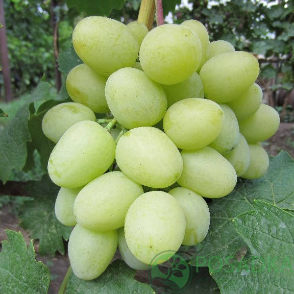 

Виноград ДАРЬЯ (саженцы привитые)
