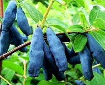 

Саженцы жимолости ГОЛУБОЕ ВЕРЕТЕНО (двухлетний)