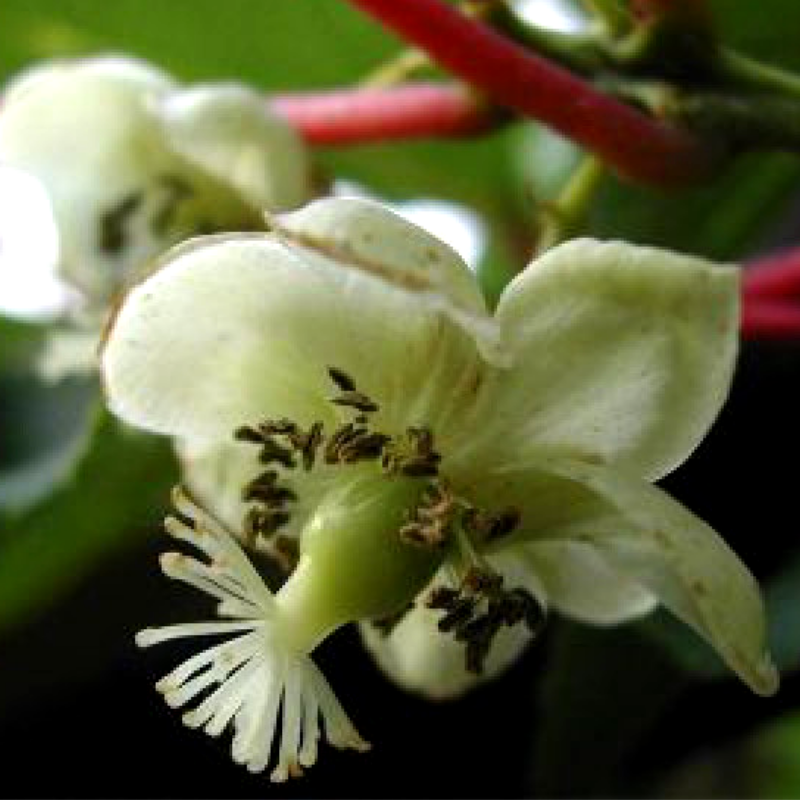 

Саженцы Актинидии (киви) Дон Жуан (Don Juan) (мужской опылитель)