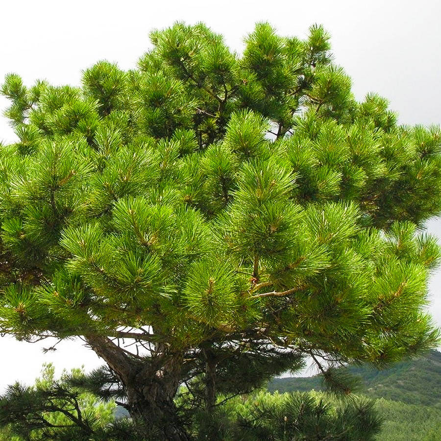 

Саженцы Сосны Палласа (Крымская) (Pinus pallasiana) Р9