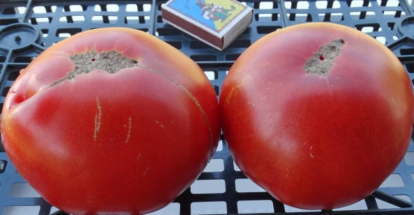 

Семена томата Гора Афон