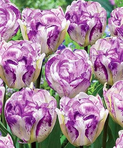 

Тюльпан ShirlyDouble (Ширли Дабл)