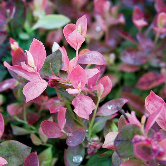 

Голубика Фламинго / Vaccinium cor. 'Flamingo, контейнер С3