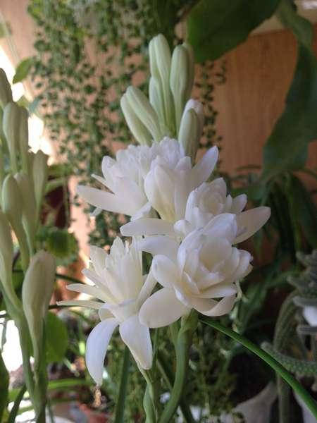 

Детка луковиц туберозы махровой The Pearl 5 шт.