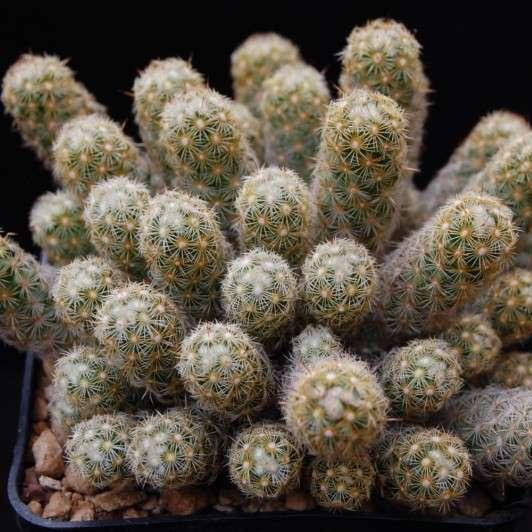 

Кактус маммилярия, Mammillaria, Светло-зеленый