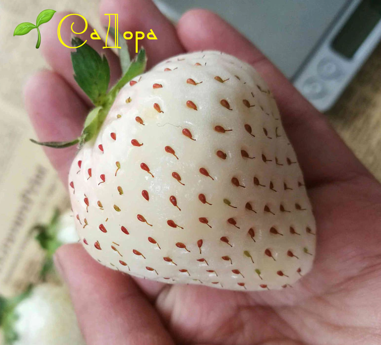 

Клубника Белый Швед