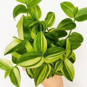 

Традесканция Еллоу Хилл, Tradescantia Yellow Hill, Желтый