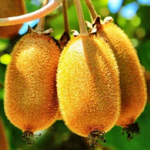 

Саженцы Киви Монти - средний, двудомный, морозостойкий