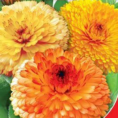 

Семена Цветы Календула Дежавю махровая 0,5г GL Seeds (1827), Оранжевый