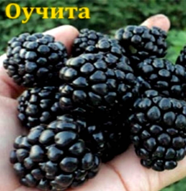 

Саженцы ежевики Оуачита (Вошито) - ОКС