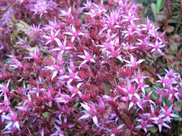 

Очиток ложный (Sedum spurium 'Red Carpеt') Р9
