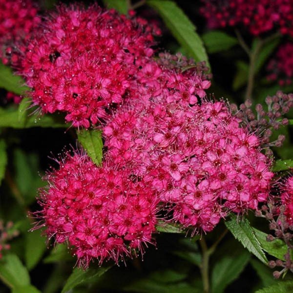 

Спирея японская Энтони Ватерер / Spiraea Anthony Waterer / С1,5