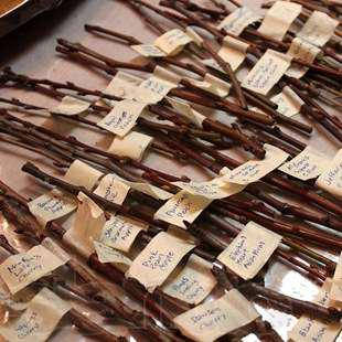 

Черенки плодовых культур