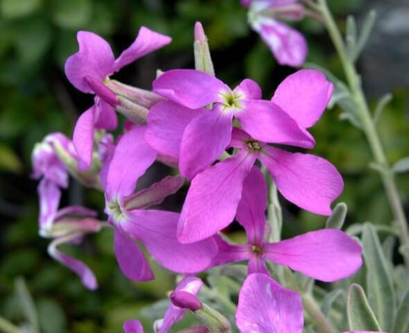 

Семена Цветы Маттиола Вечерний Аромат (весовая), 1 кг