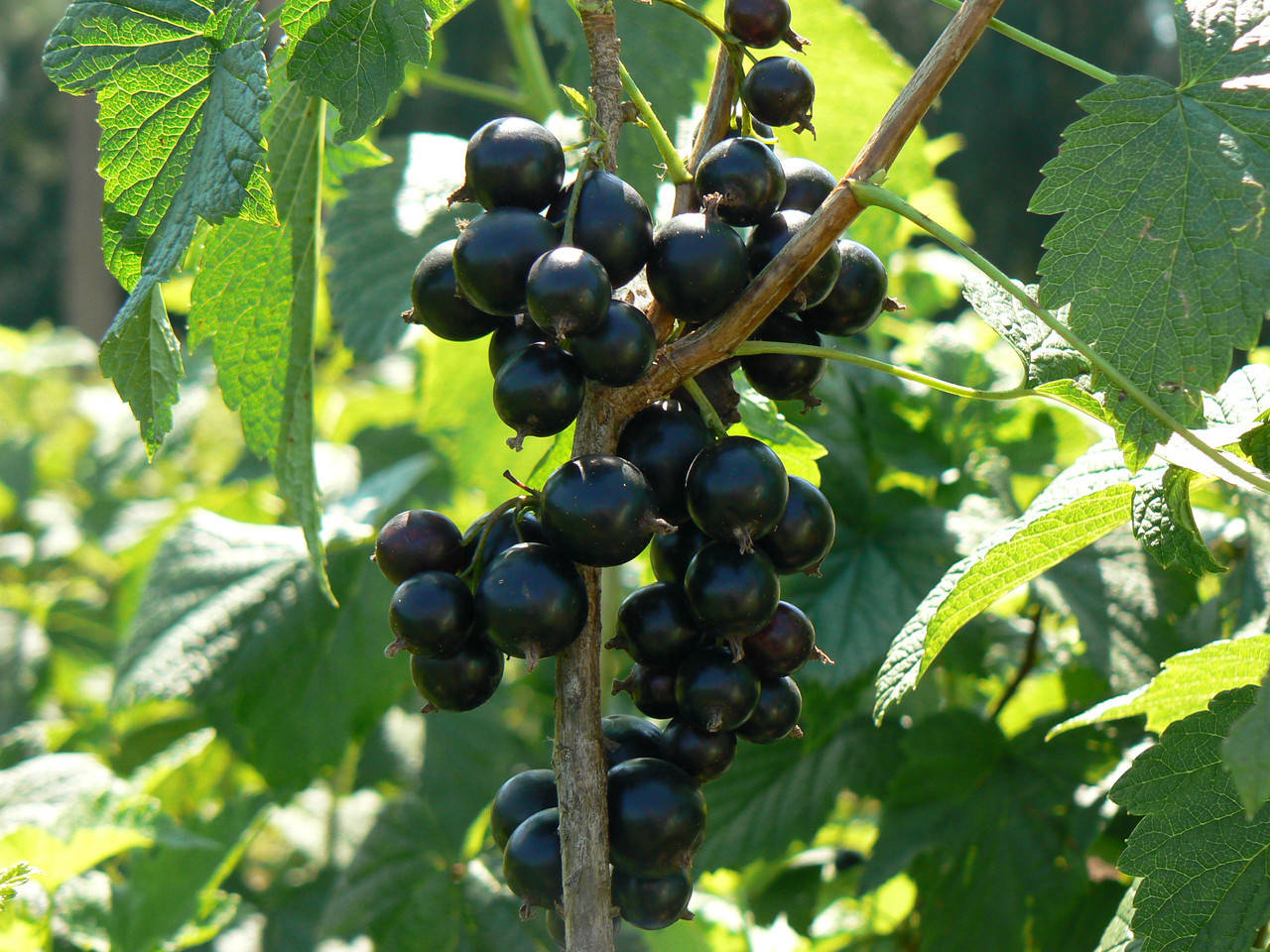 

Черная смородина "КРАСА ЛЬВОВА"