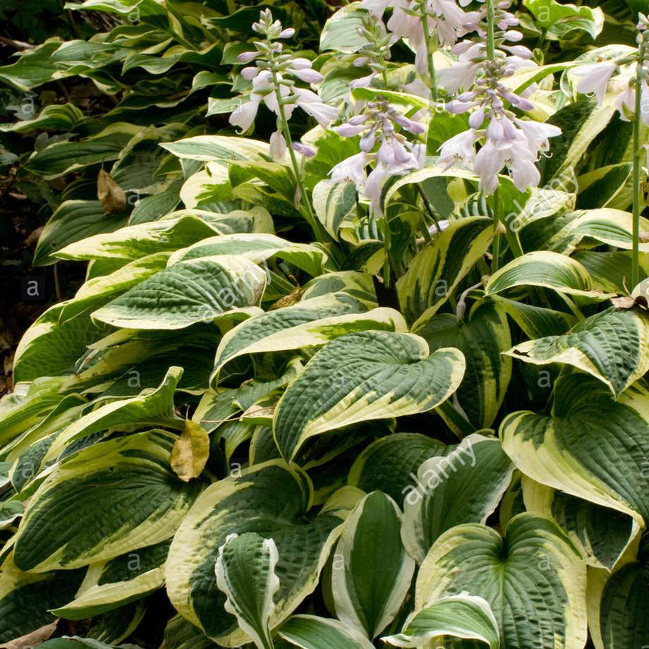 

Хоста Крусадер, Hosta Crusader