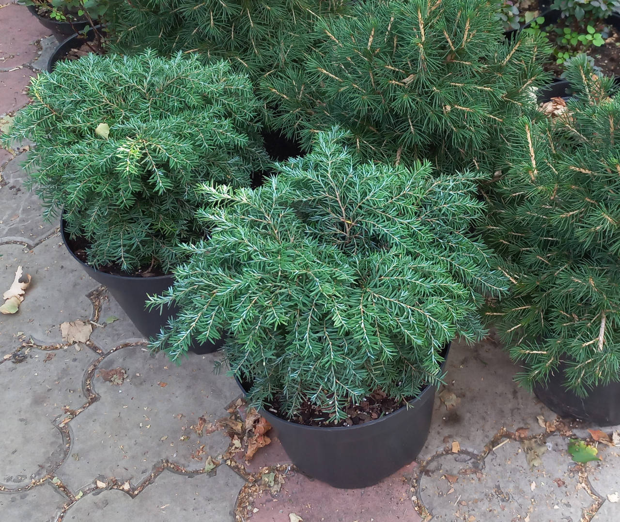 

Тсуга канадська ‘Джедделох’/Tsuga canadensis ‘Jeddeloh”, C5(5л), 35+см.