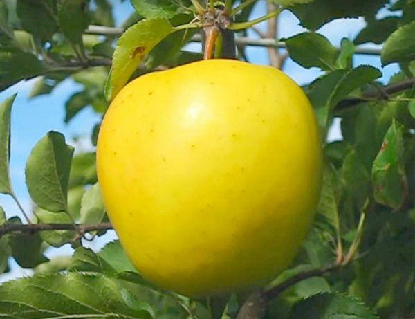 

Яблоня Голден Делишес