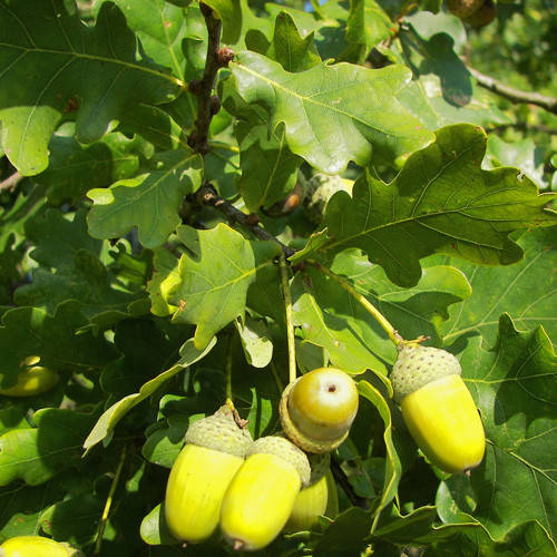 

Саженцы дуба ЧЕРЕШЧАТЫЙ трехлетний