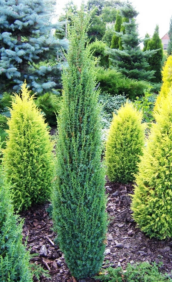 

Можжевельник колоновидный Арнольд \ Juniperus communis 'Arnold' ( С1.5л ) саженцы
